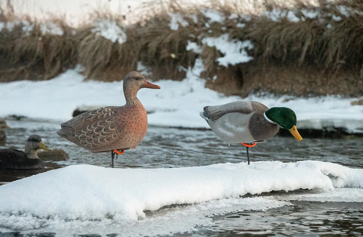 Flight Flocked Full Body Mallard 6 Pack